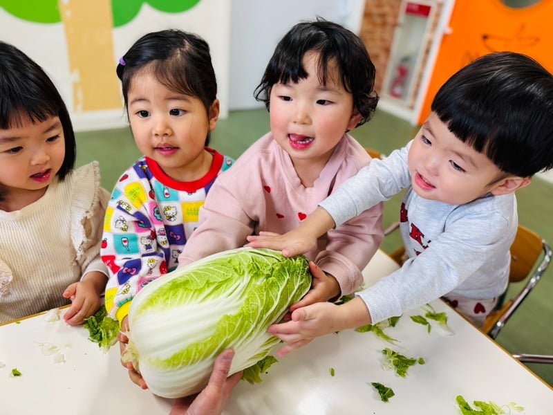 白菜に触れて食材を知る子どもたち